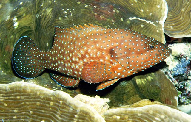 (Cephalopholis) Род ЦЕФАЛОФОЛИСЫ 23 вида